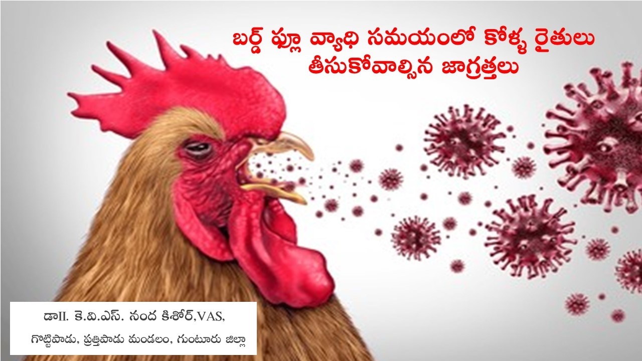 బర్డ్ ఫ్లూ వ్యాధి సమయంలో కోళ్ళ రైతులు తీసుకోవాల్సిన జాగ్రత్తలు