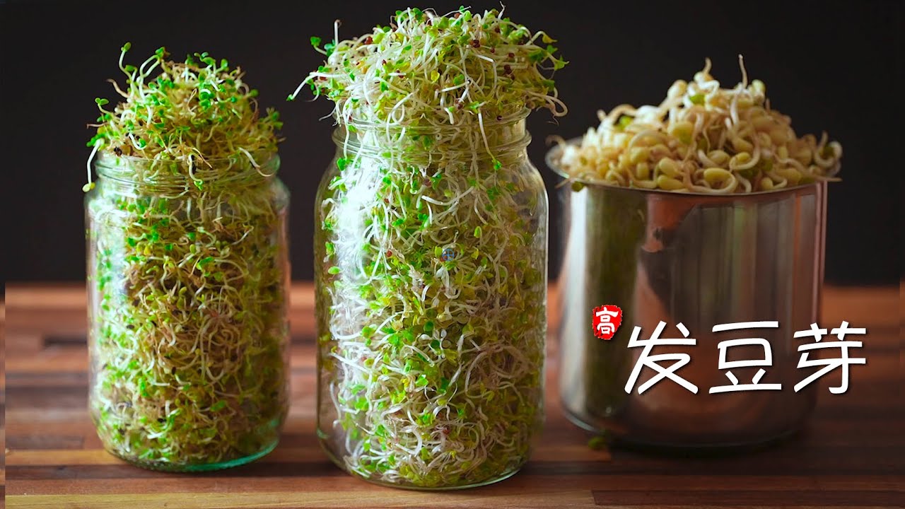 发豆芽 (瓶装法)