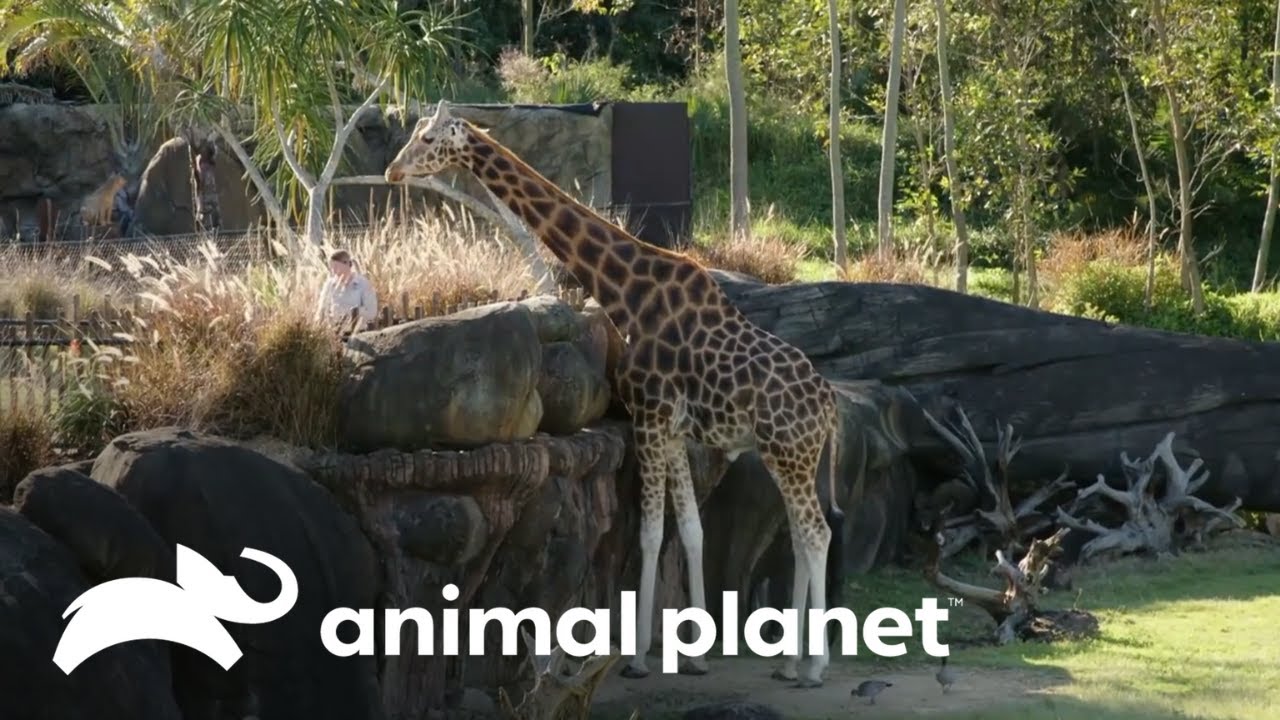 El zoológico de Australia cuenta con la jirafa más alta del mundo | Los Irwin | Animal Planet
