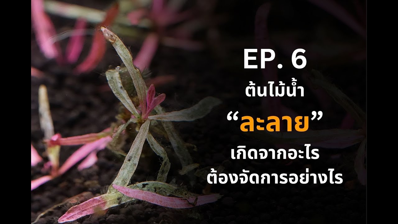 UREKA AQUARIUM EP.6 ต้นไม้น้ำใบละลายเกิดจากอะไรต้องจัดการอย่างไร