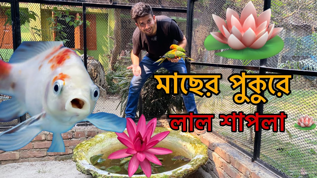 পাখির কলোনির সেই ছোট্ট মাছের পুকুরে আজকে লাল শাপলা গাছ লাগালাম 🪷🤩