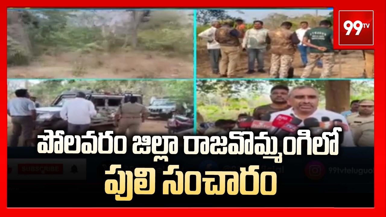 పోలవరం జిల్లా రాజవొమ్మంగిలో పులి సంచారం | Tiger roaming in Rajavommangi in Polavaram district | 99Tv