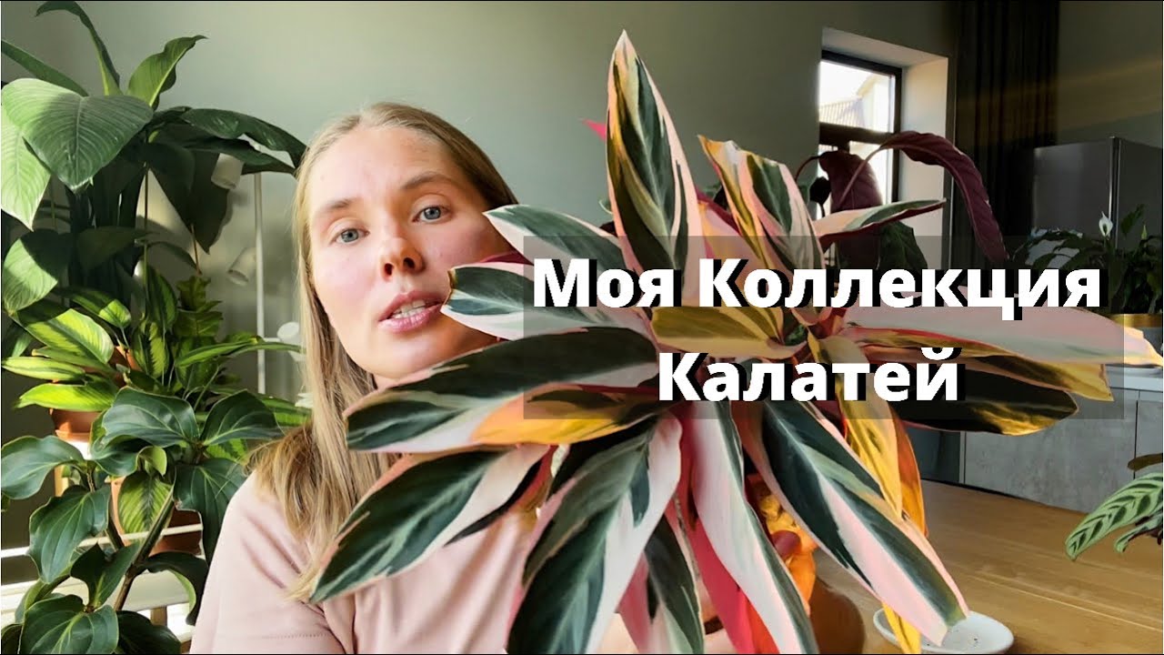 Обзор комнатных растений. Моя коллекция калатей.