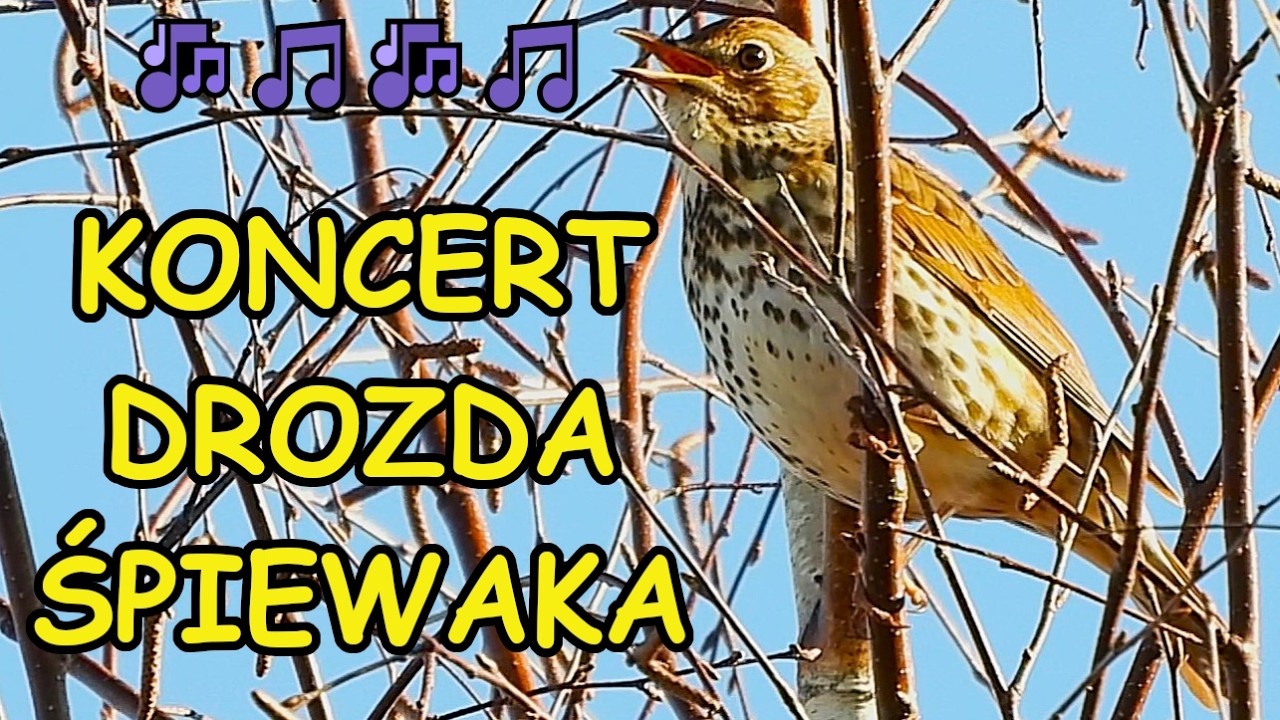 Śpiew drozda śpiewaka Odgłosy ptaków Dźwięki natury Wildlife Nature Birds Ptaki polski Song thrush