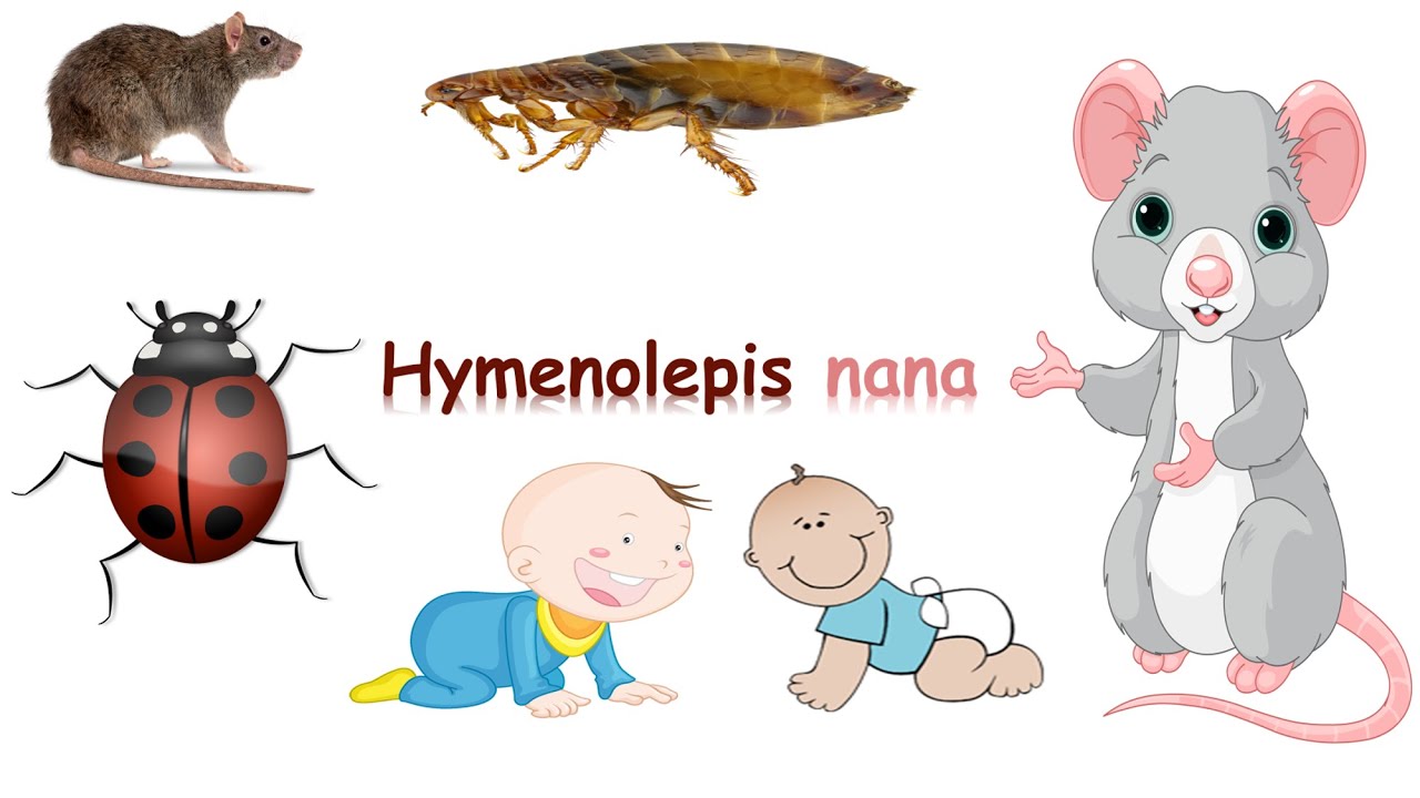 شرح Hymenolepis nana (Dwarf tapeworm)