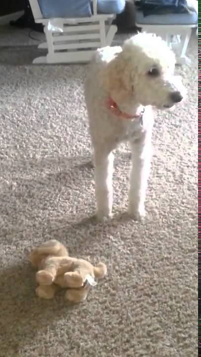 Signs of False Pregnancy in Dogs - this is pathetic
