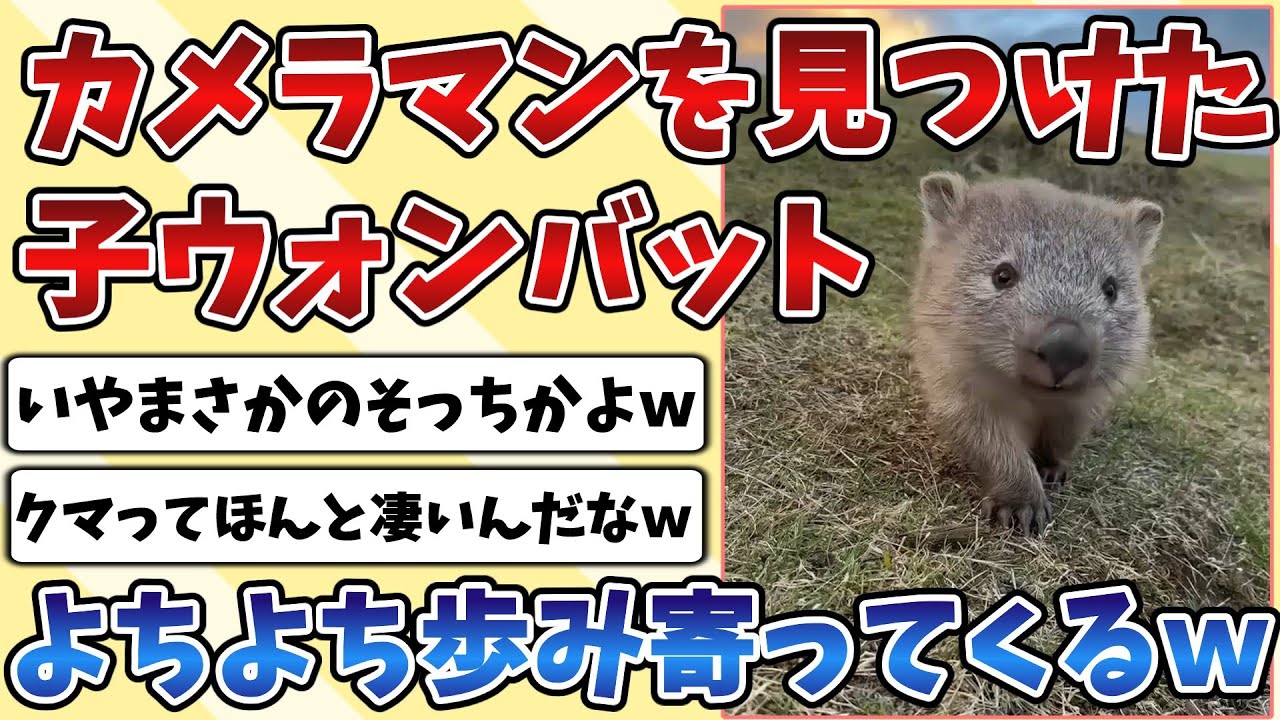 【2ch動物スレ】大好きなカメラマンを見つけた赤ちゃん『ウォンバット』、よちよち歩いて寄ってくる姿がたまらなく可愛いｗｗｗ