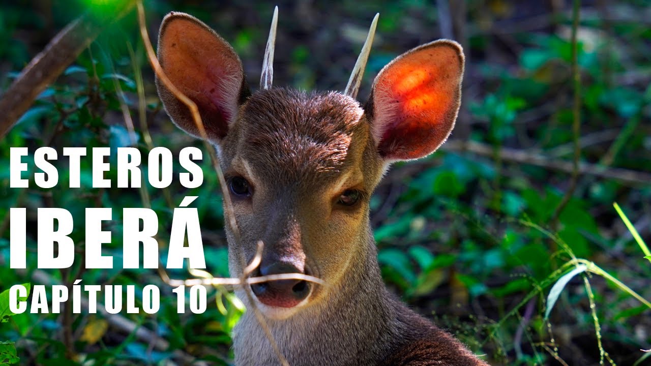 ESTEROS IBERÁ, RESERVA LAGUNA IBERÁ, YACARÉS, CAPIBARAS Y VENADOS  - CAPÍTULO 10