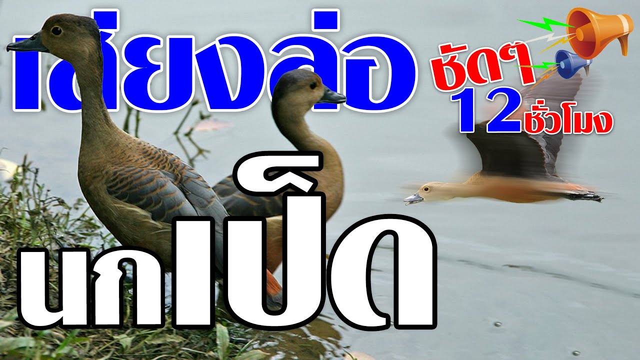 เสียงล่อ - นกเป็ด นกเป็ดน้ำ ดังๆชัดๆ 12 ชั่วโมงเต็ม ได้ผล 125%