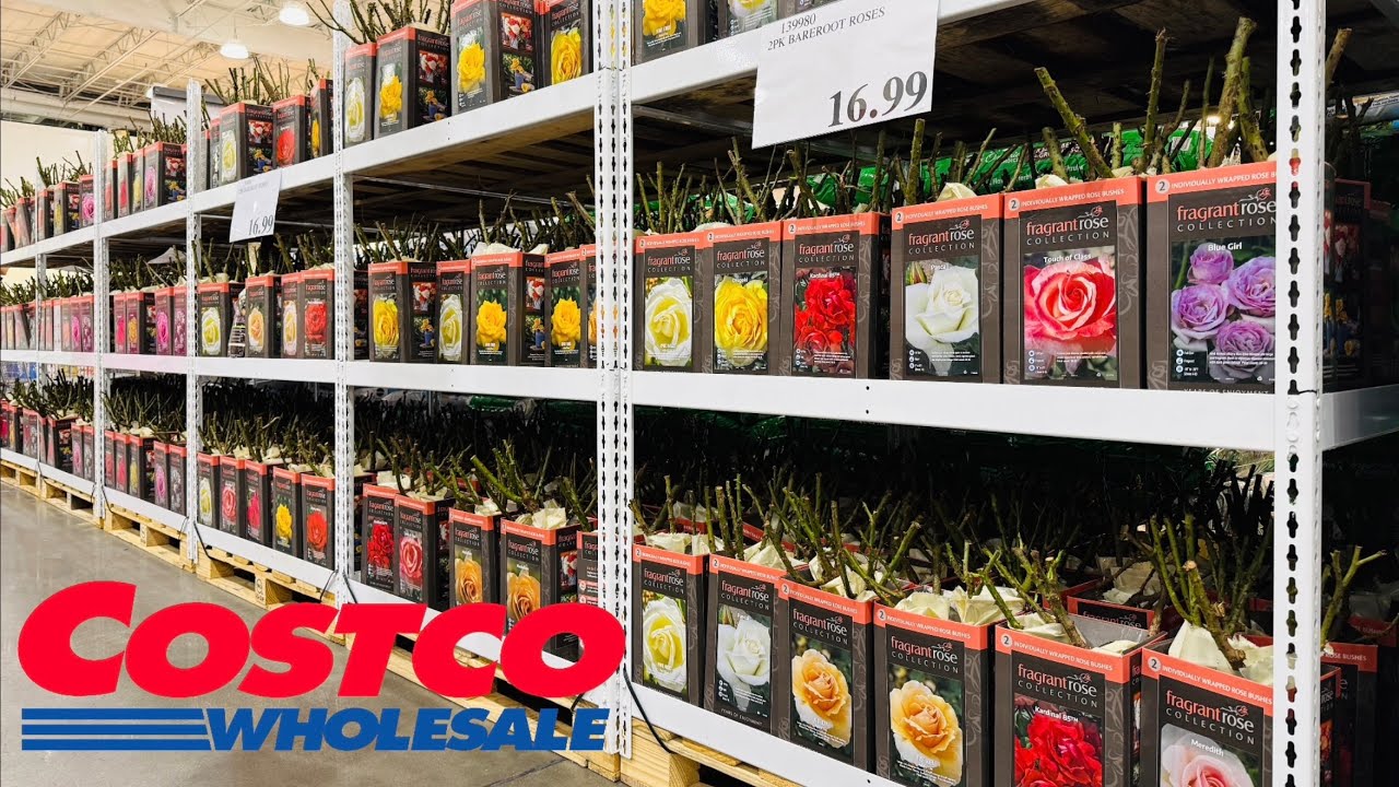 Costco Garden: Early Spring Plants - Bonsai - Palm - Lucky Bamboo - Pachira - Mum - Bareroot Rose