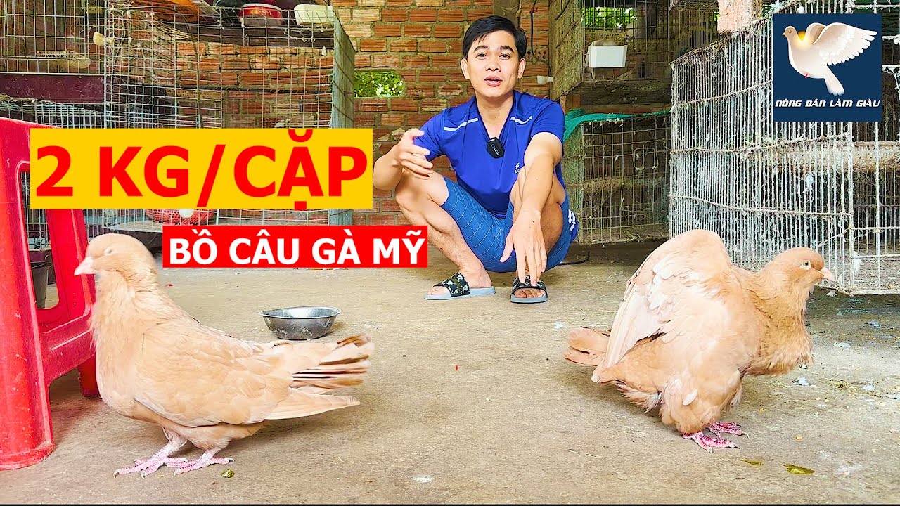 Trình làng chim Bồ câu Gà Mỹ 2kg một cặp, đi lặc lè không khác gì Gà | Nông dân làm giàu