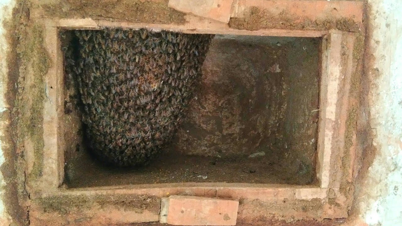 How bees live in the traditional bee house in uttarakhand (India) how it's looking like.