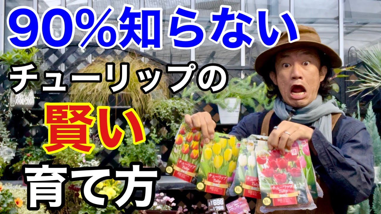 【知らないと損】チューリップって実は・・・。　　　【カーメン君】【園芸】【ガーデニング】【初心者】【育て方】