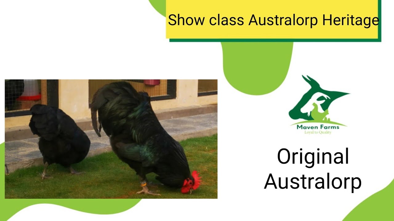 Real Australorp Heritage in Pakistan