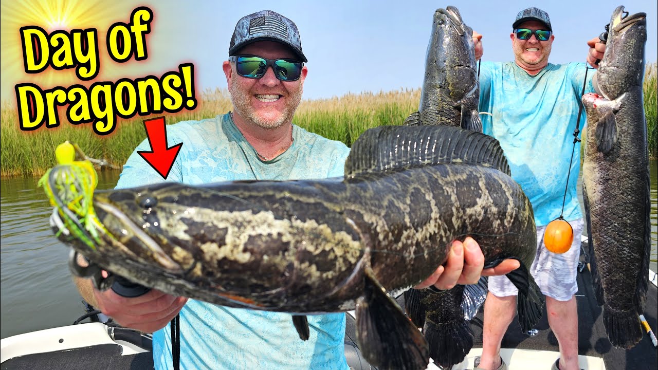 DAY of DRAGONS! Maryland Snakehead Fishing (Crazy Bite)