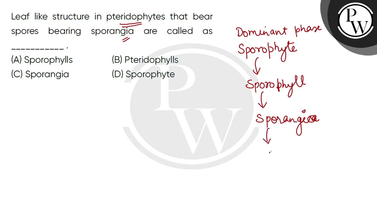 Leaf like structure in pteridophytes that bear spores bearing sporangia are called as __________....
