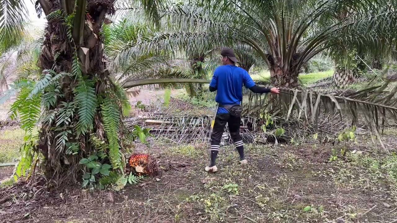 Menumbak kelapa sawit