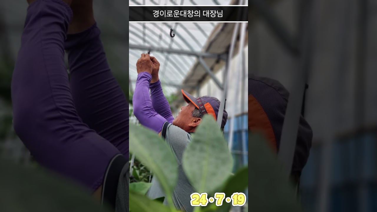 김제에서 레드향(홍혜향)이 생산 된다