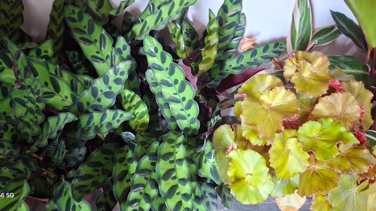 🌿 :Plantas Disponíveis para Venda 🌱✨ Vem Escolher a Sua na Florestinha!