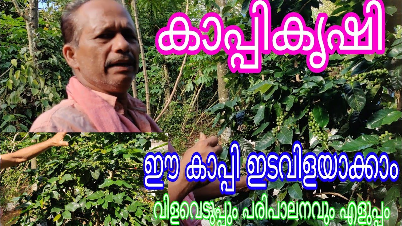 Coffee Santroman better yeild#Antony Muniyara VIogs