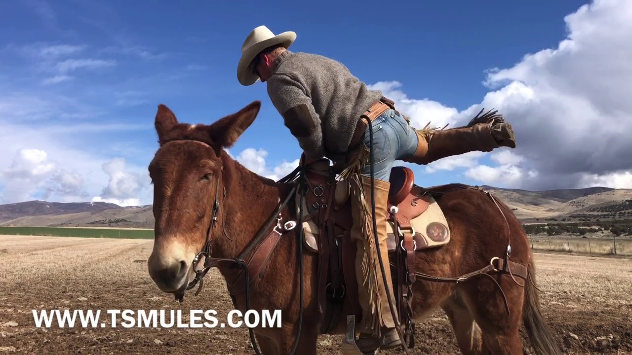 Everyday Mulemanship Challenge Week #13