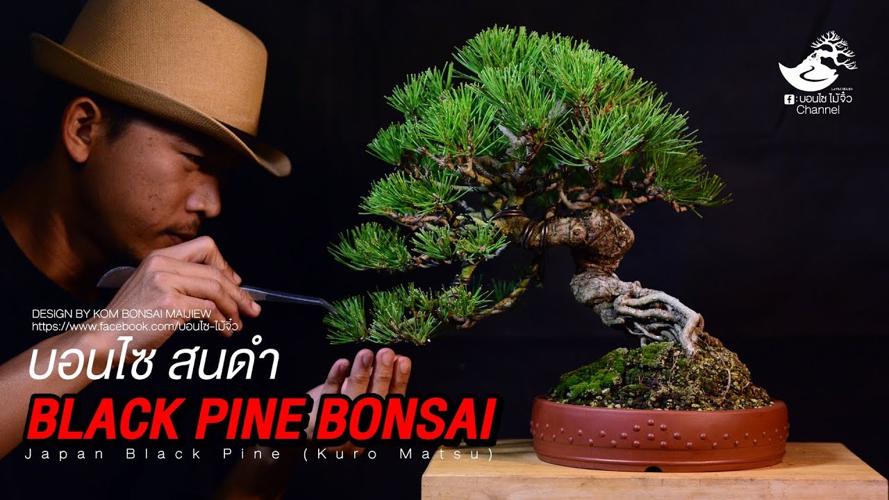 Black Pine Bonsai (Kuro Matsu)