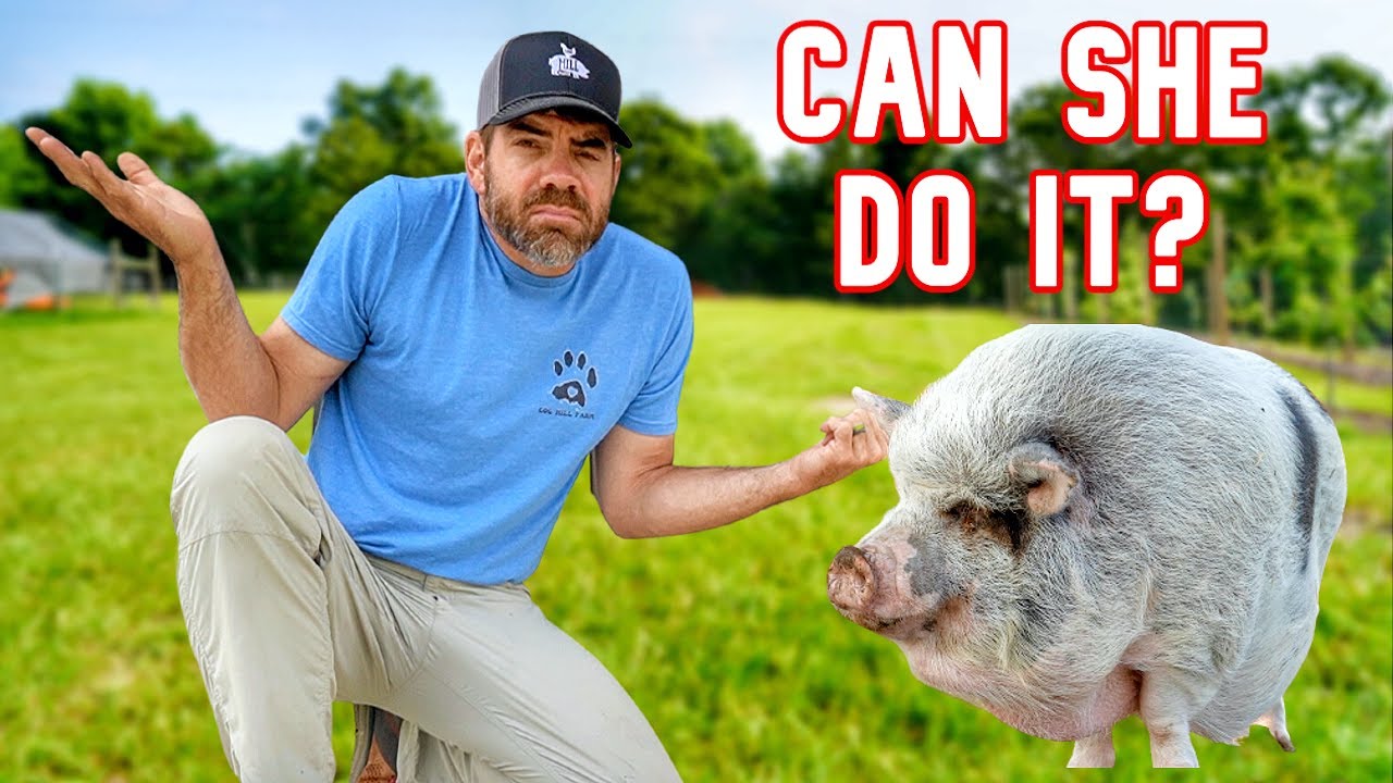 Can I Teach An Old Pig a New Trick?  (If So, This Will Be Huge)