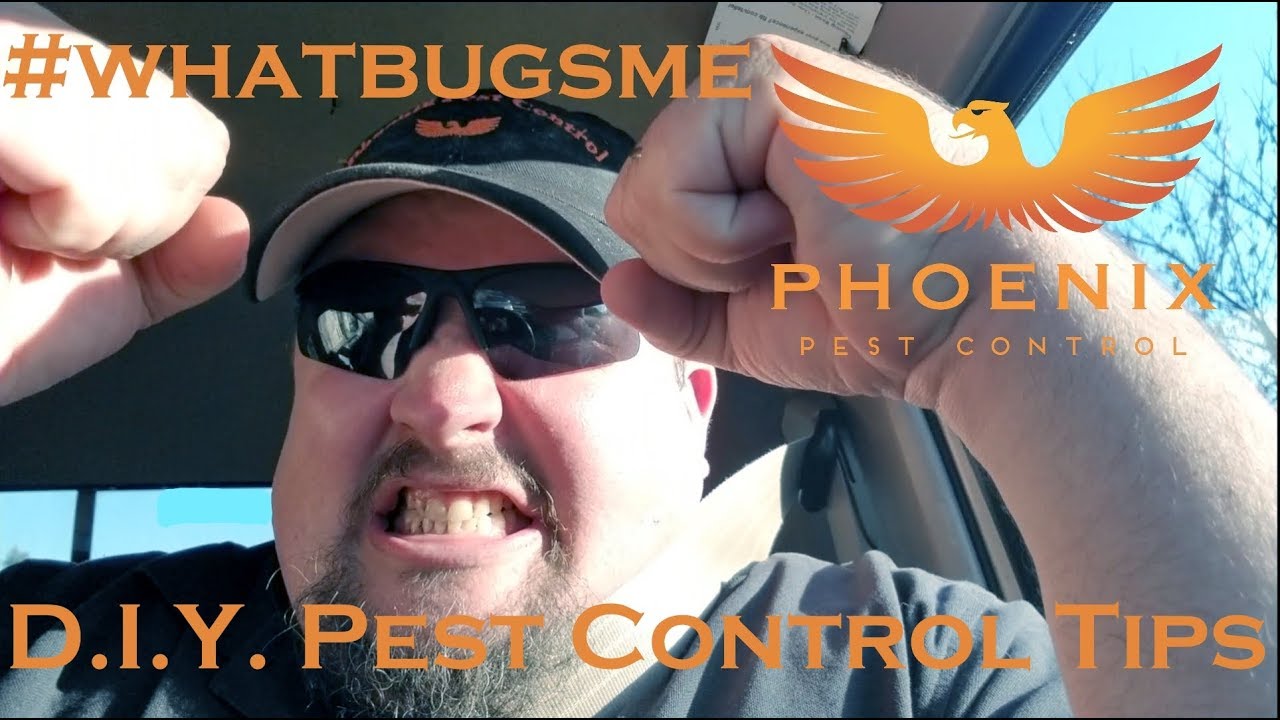 DIY Pest Control Tips