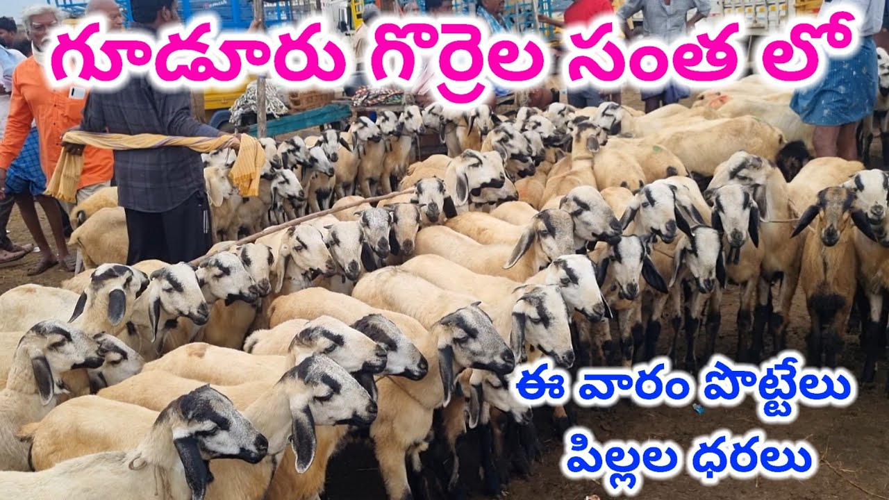 Gudur sheep market Today 12 9 2025 గూడూరు గొర్రెల సంత sheep farming videos #market alikhankrk