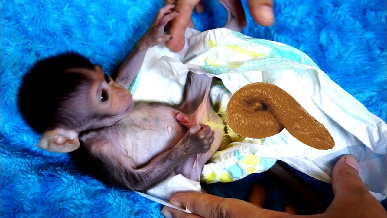 Baby monkey | cleaning baby monkey poop