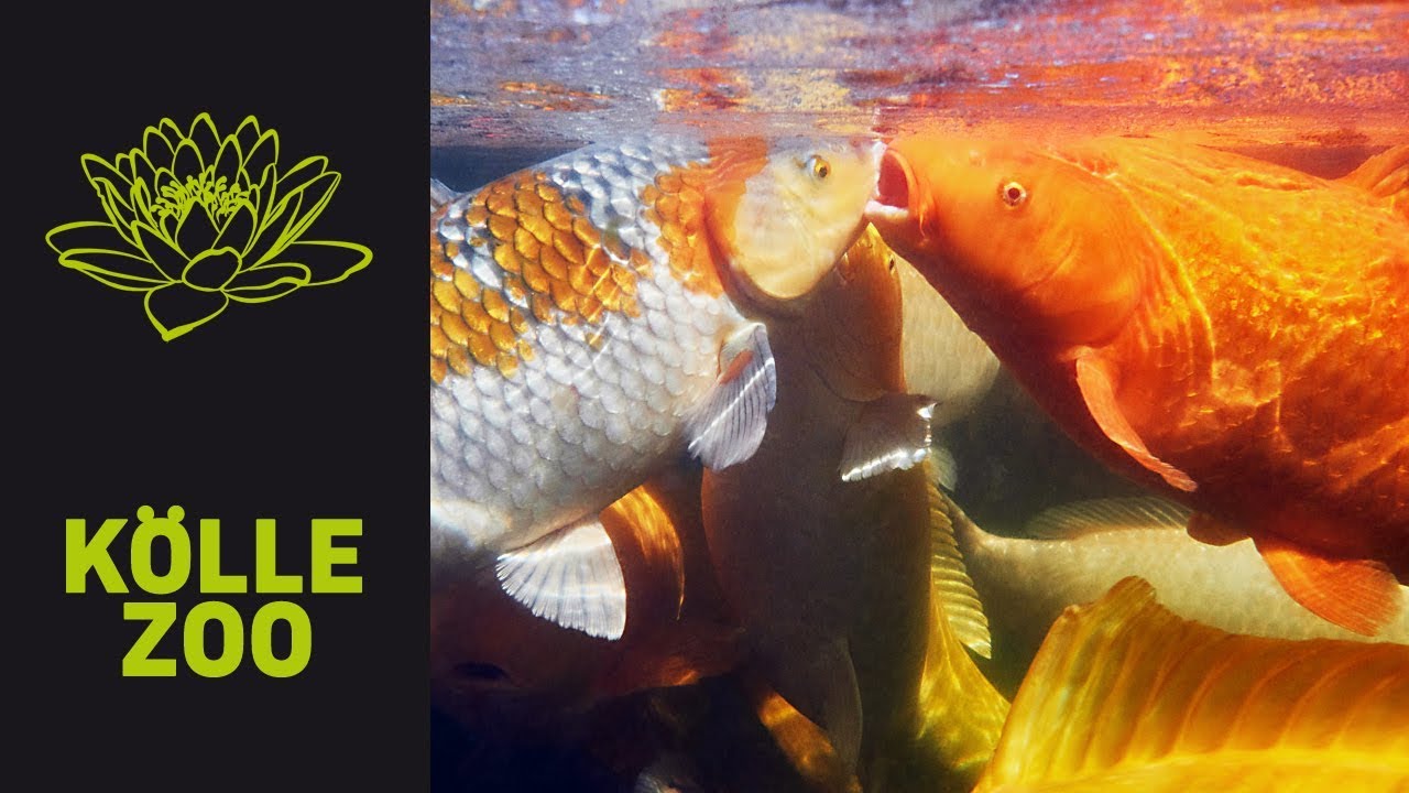 300.000 Liter Teich - Jumbo Koi Fütterung | KÖLLE ZOO