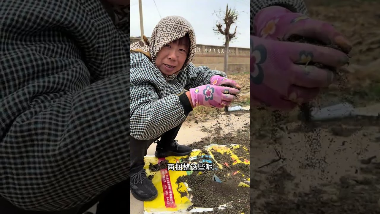 前几天和我妈收的苏子晾干了 今天超乎想象的打了很多苏子粒！收完我妈就烙了香喷喷的苏子盐饼 太好吃了～#沉浸式感受丰收的喜悦 #记录我的农村生活 #妈妈的味道 #回村的生活主打一个快乐