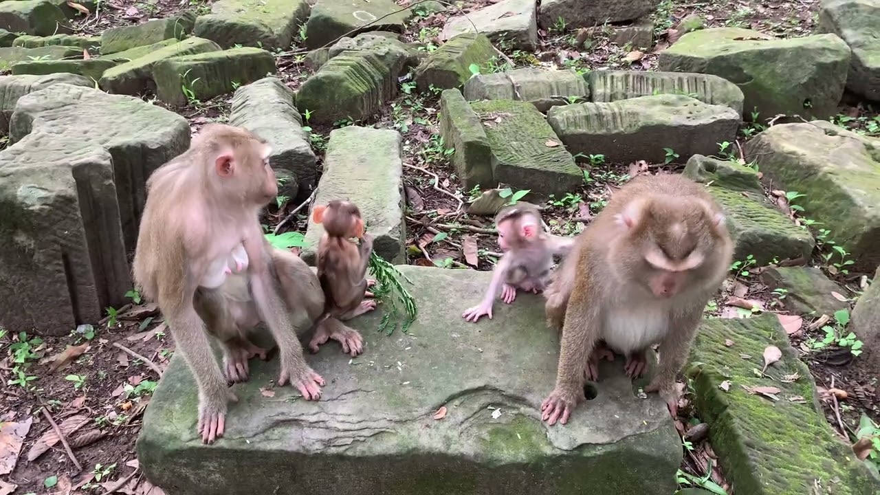 I Found TWIN Baby Monkeys in Cambodia's Ancient Temples!