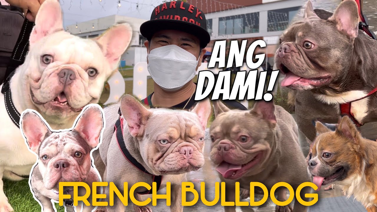PINAKA-CUTE NA BREED! FRENCH BULLDOGs’ Fun Show• Sam Walastik