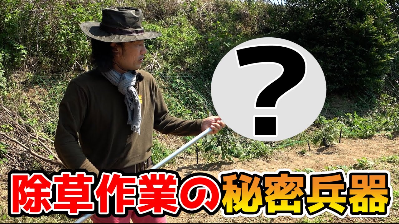 ヤバすぎる除草アイテムを見つけてしまった・・・【カーメン君の畑】【ガーデニング】【ポップコーン】【落花生】【家庭菜園】