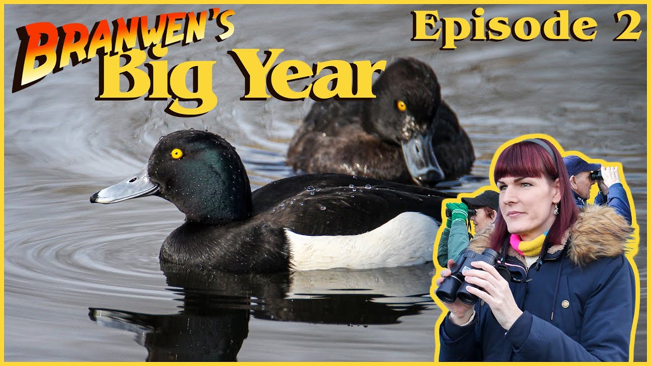 Branwen's Big Year 2024 | Episode 2