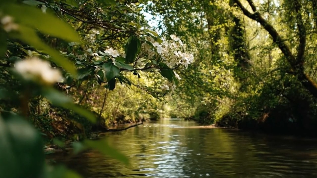 Sounds Of The Forest, Gentle Birdsong With Babbling Brook, Relaxing Forest Sounds
