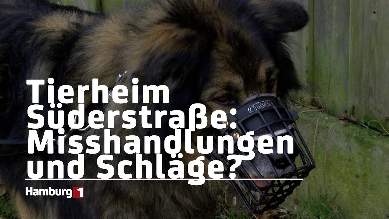 Misshandlungen und Schläge im Tierheim Süderstraße: Vieles sei missverstanden worden