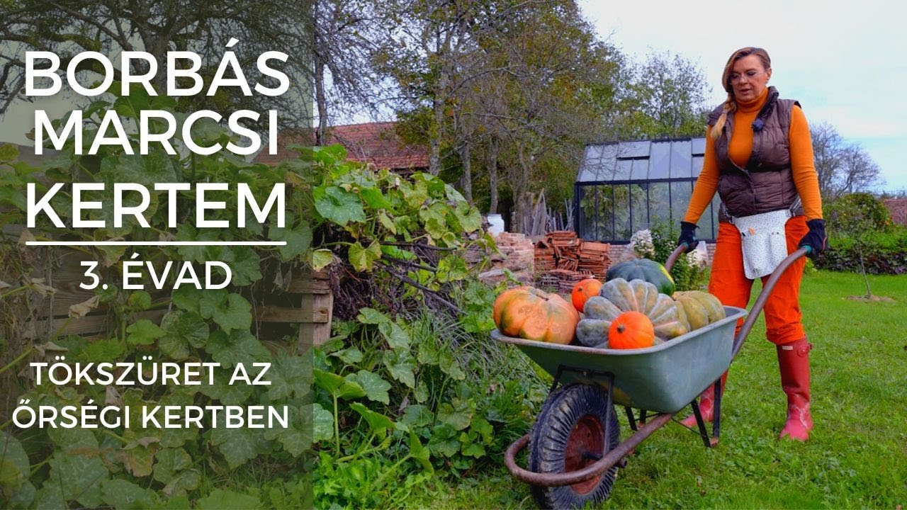 Borbás Marcsi - Kertem: Tökszüret az őrségi kertben