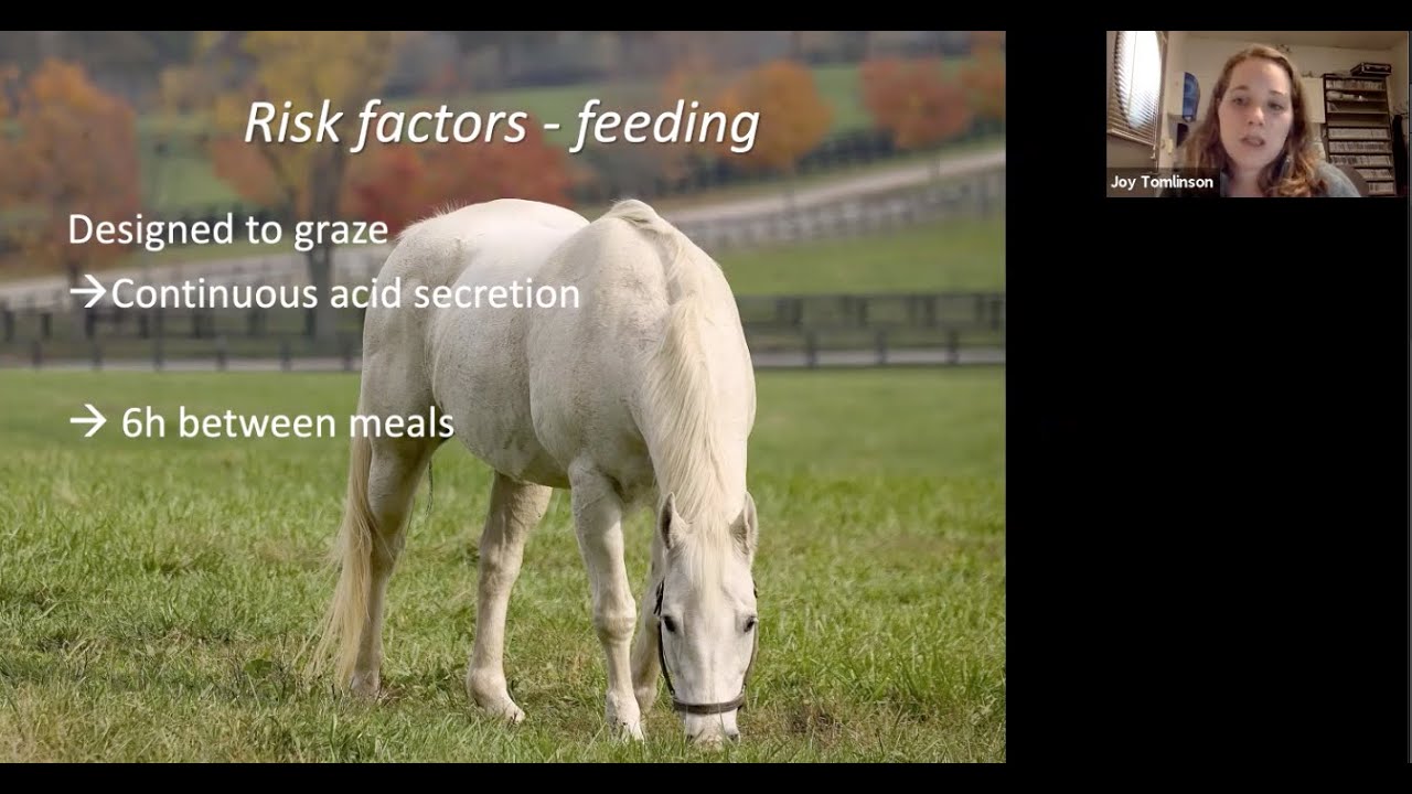 Gastric Ulcers - Cornell Vet Equine Seminar Series, May 2020