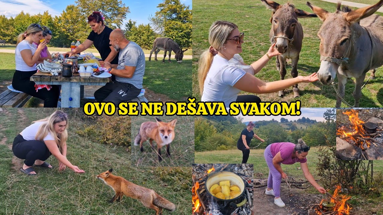 Gdje smo otišli na odmor, lisica domaća životinja 
