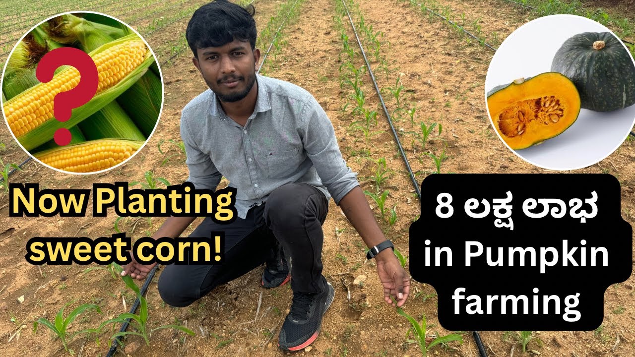 “Pumpkin ಬೆಳೆ ಲಾಭದ ಬಳಿಕ 🌾 Sweet Corn ಬೆಳೆ ಶುರು | ಸಂಪೂರ್ಣ ಮಾಹಿತಿ | Farmer Experience Kannada”