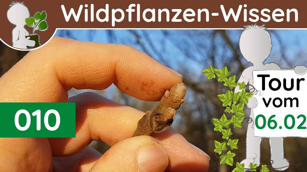 010 - (4/4) Knospen-Bestimmung - Walnuss, Pappel & Co - Ende Knospen-Tour (Botanik-Doku - Februar)