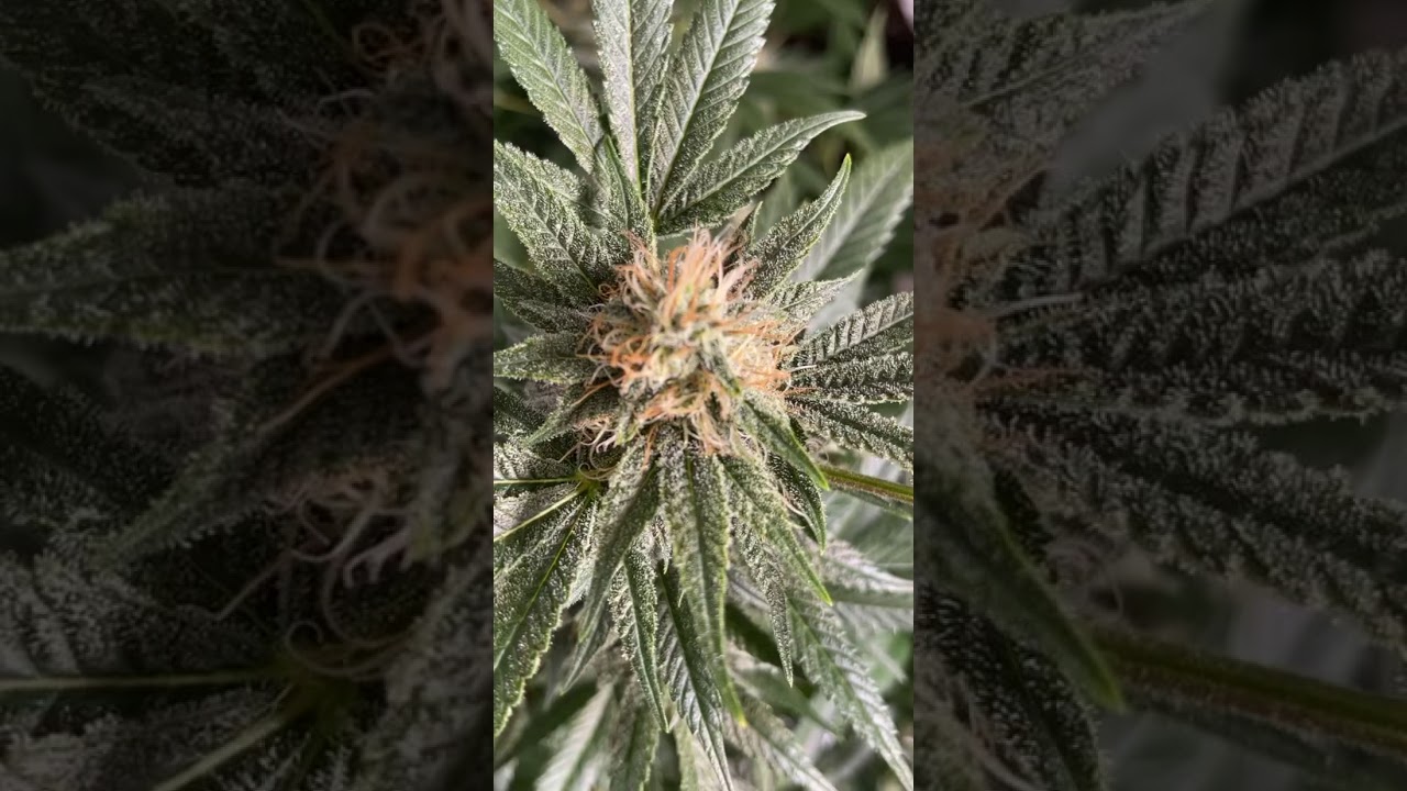 Upclose look at trichomes. Kandy kush.