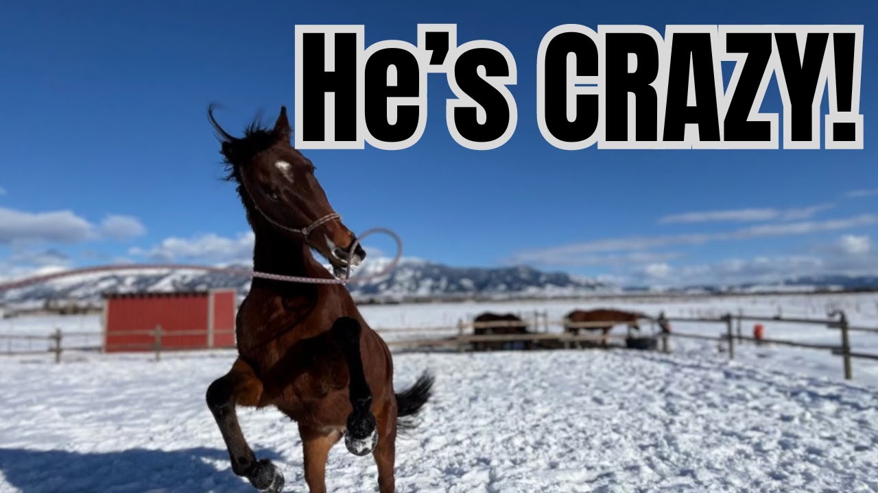 This WARMBLOOD has 2 brain cells 🤪 The HORSES have CABIN FEVER!