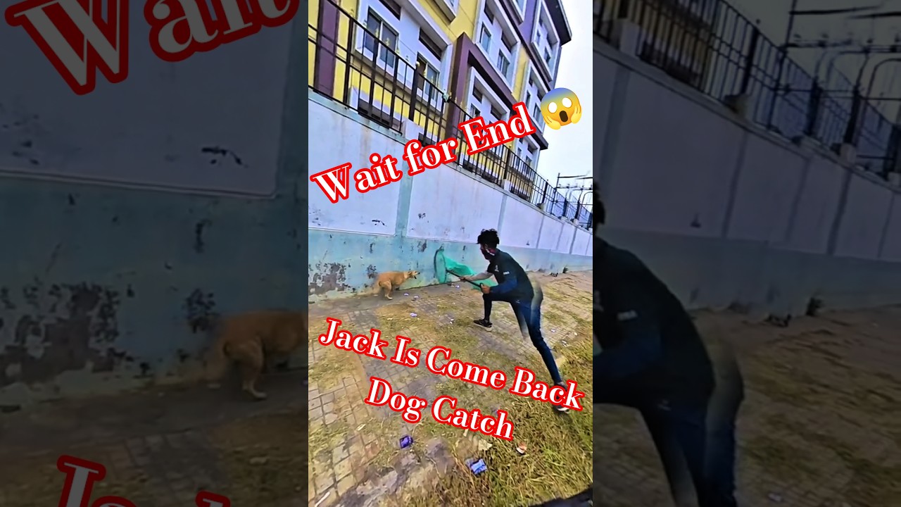 Jack Is Come Back Dog Catch #jack #dog #dogwithpublicsafety #ytviral #pets #dogshorts #shorts