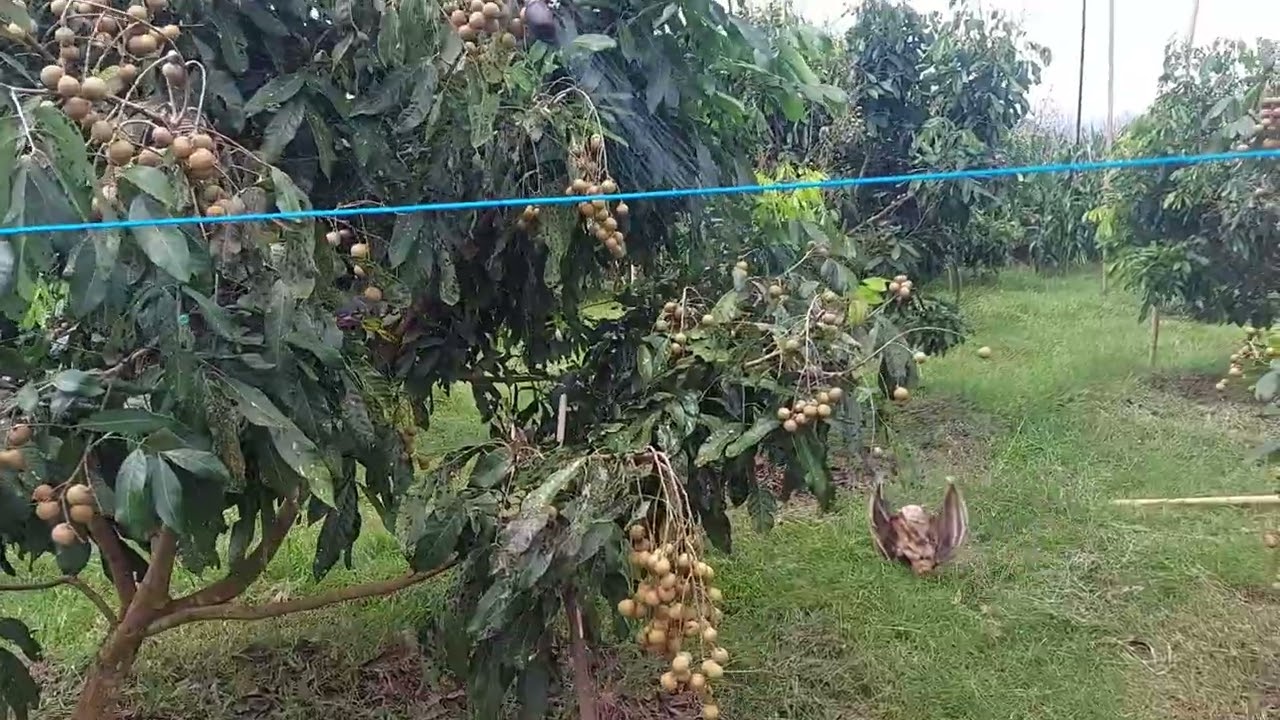Kebun kelengkeng