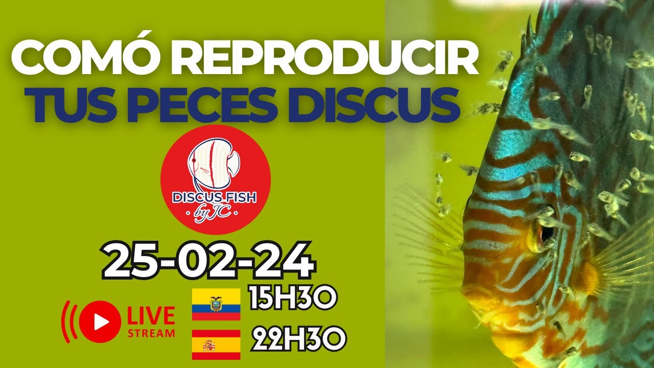 Como reproducir tus PECES DISCUS