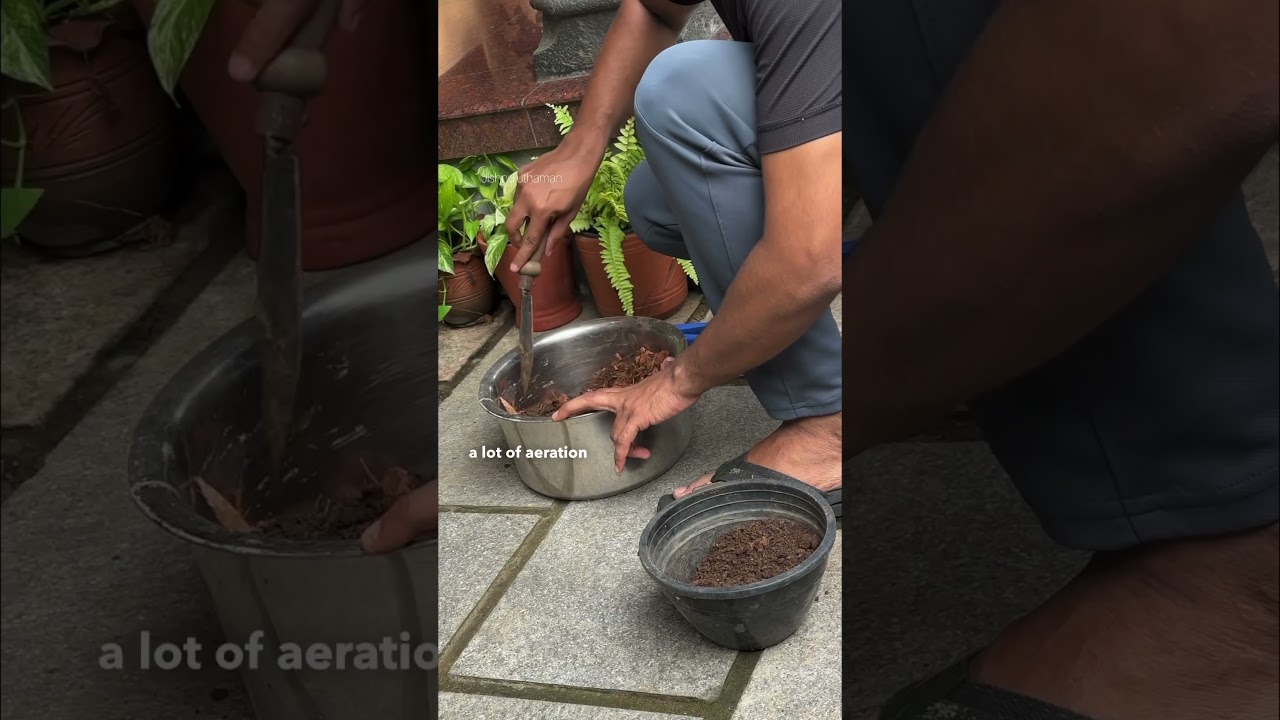 എന്റെ anthurium potting mix