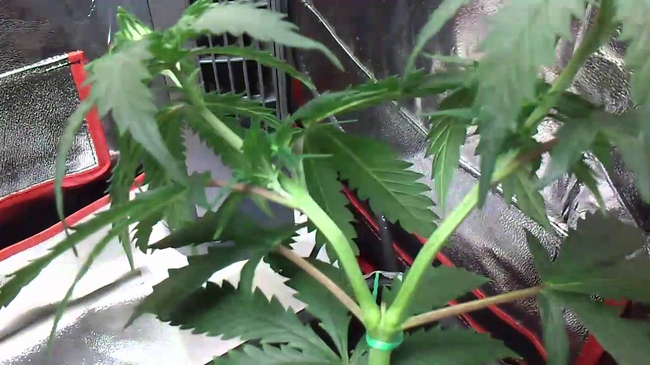 supercropping for the first time!!!